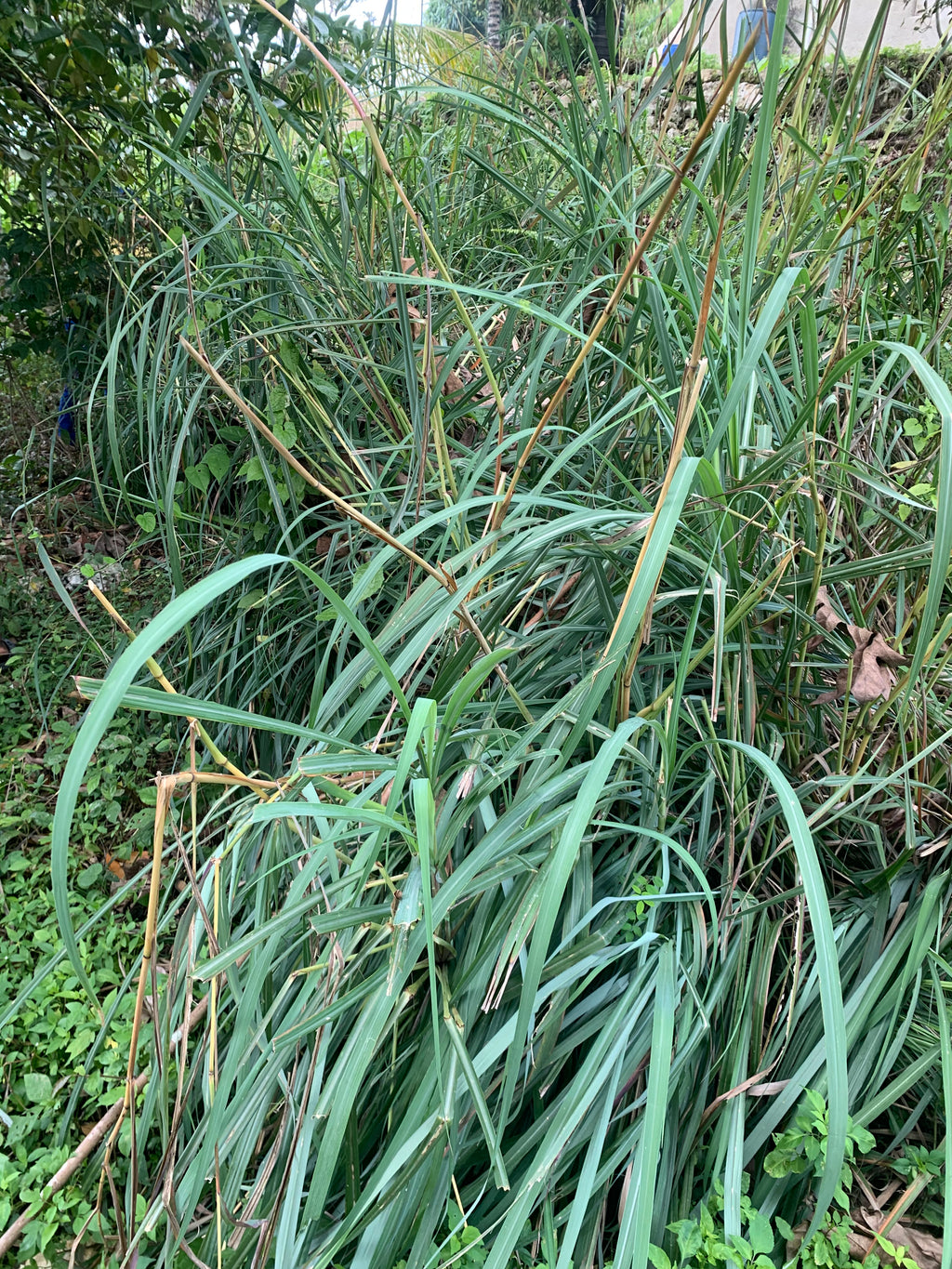 Lemon /Fever Grass image 1