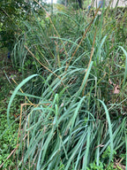 Lemon /Fever Grass image 1