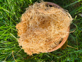 Jamaican Gold  Sea Moss (Thin Spaghetti ) image 0