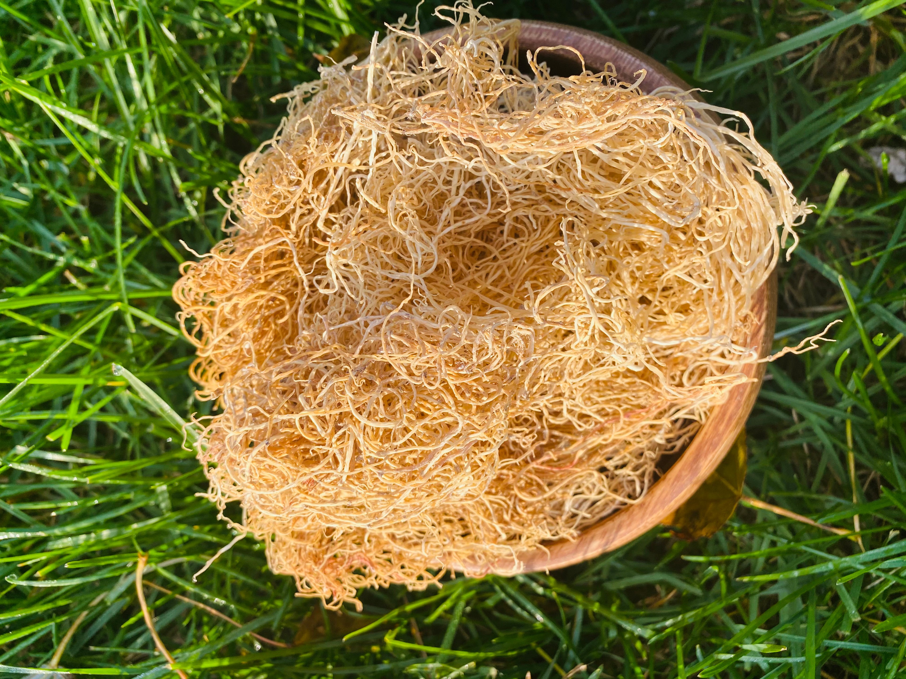 Jamaican Gold  Sea Moss (Thin Spaghetti ) image 0