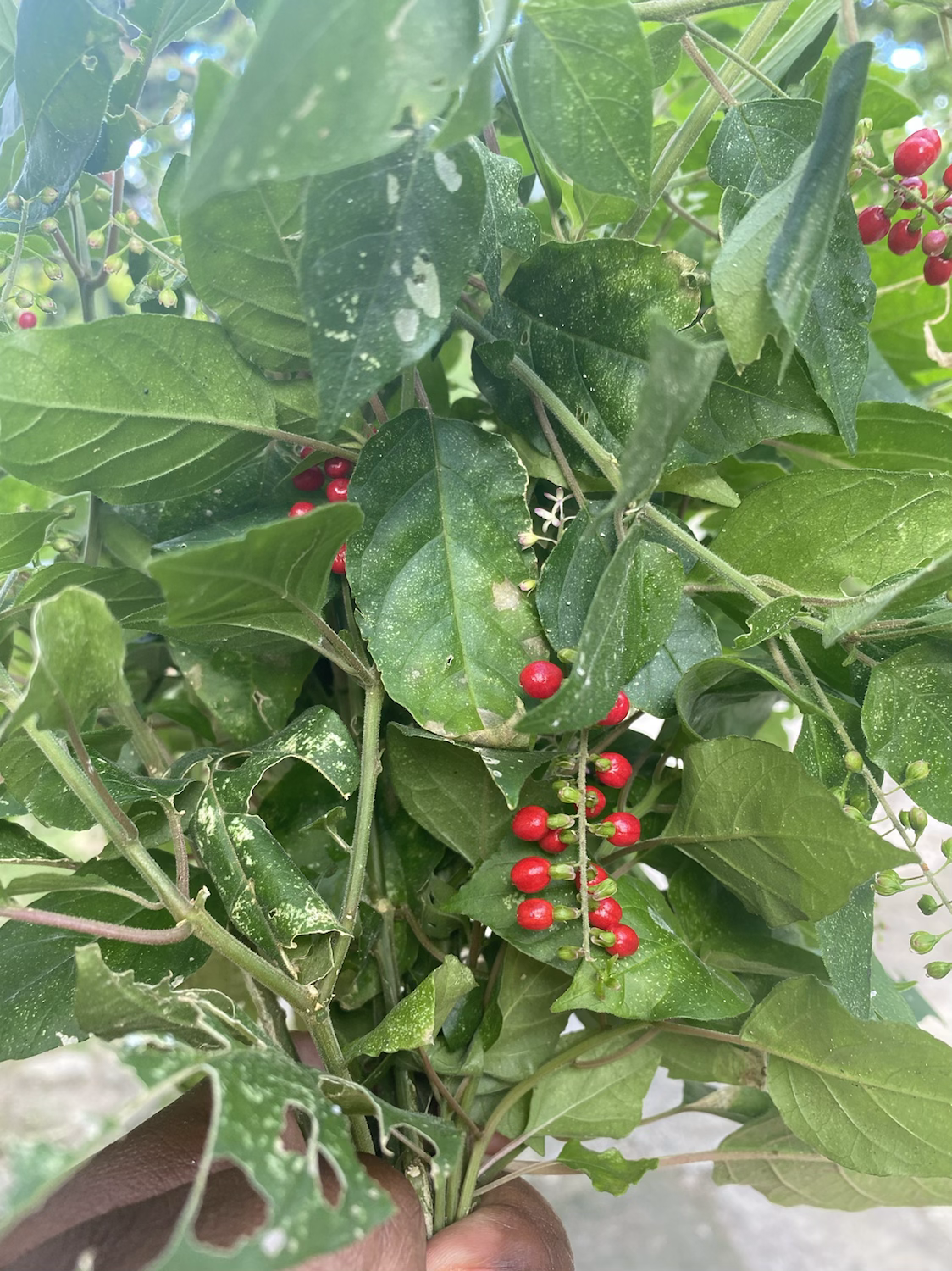 Jamaican Dog Blood Bush image 1