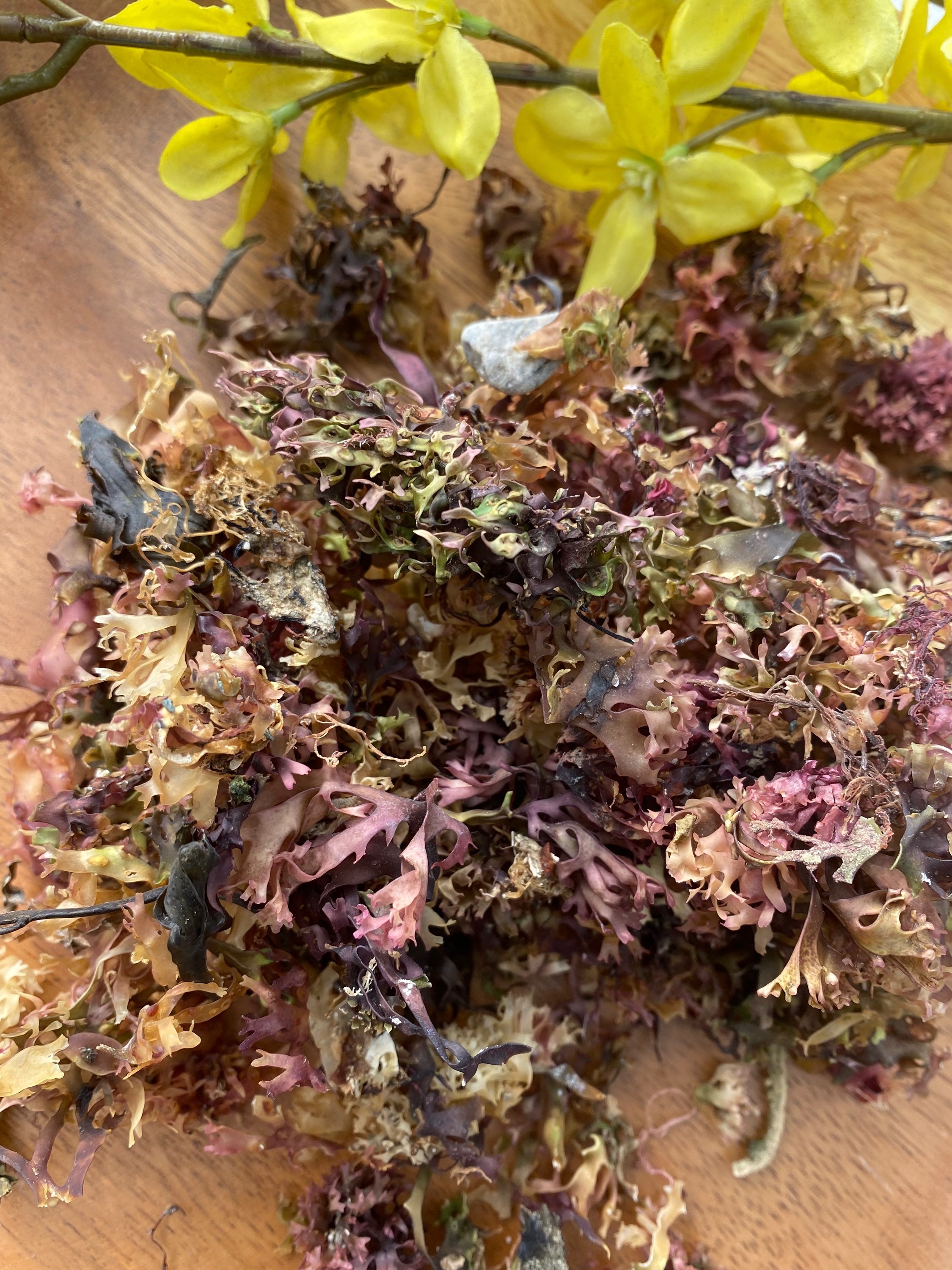 Irish moss (chondrus  crispus) image 0