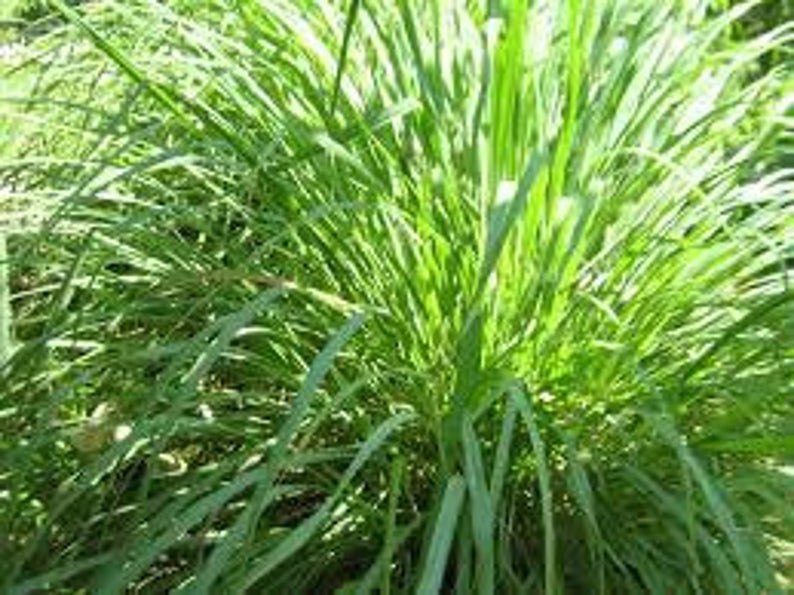 Lemon /Fever Grass image 2