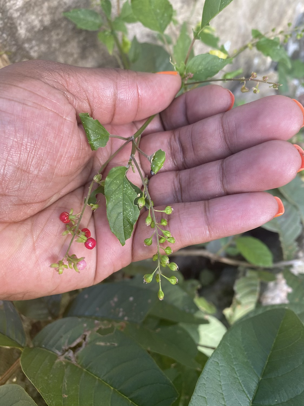 Jamaican Dog Blood Bush image 2
