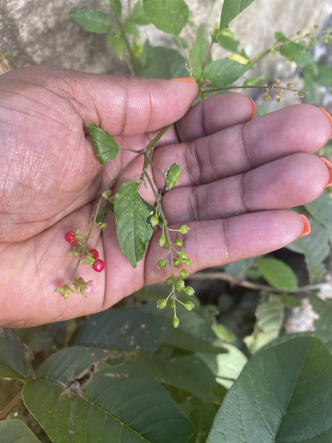 Jamaican Dog Blood Bush image 2