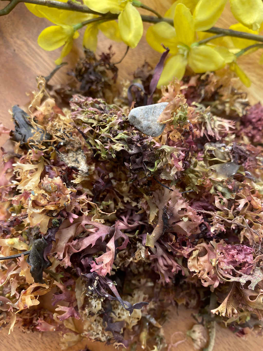 Irish moss (chondrus  crispus) image 1